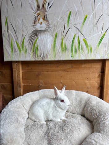 REW male Netherland dwarf