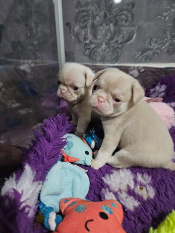 Pink panda and black pug puppies for sale