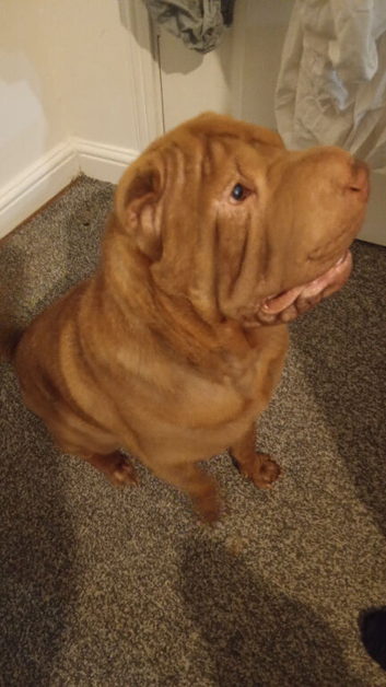 Shar pei fully outdoor trained