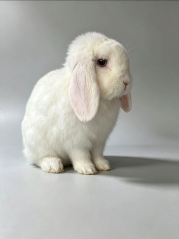 Minilop young adults proven or for pet