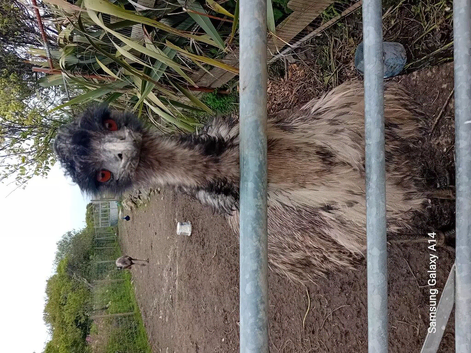 Emus