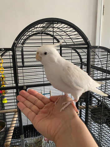 Male albino cockatiel