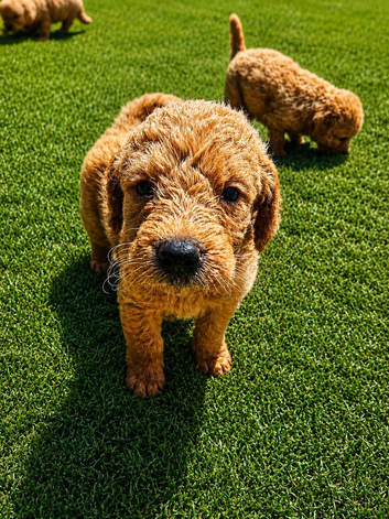 Gorgeous Labradoodle puppies