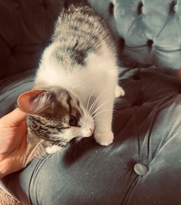 2 kittens for sale need gone asap 16weeks old