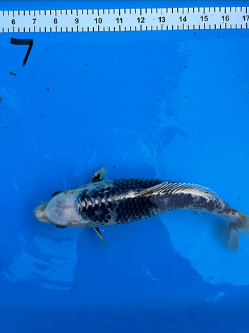 8 Koi For Sale, 14 months old