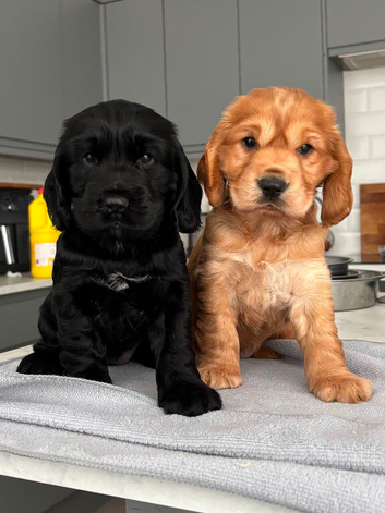 Adorable True Show Cocker Spaniel Puppys