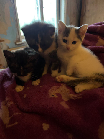 3 gorgeous grey, white & black Calico kittens