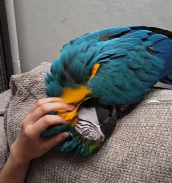Very friendly Fully tame macaw 2 years old