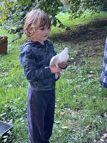 Garden doves for sale