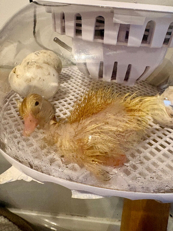 2 cherry valley ducklings