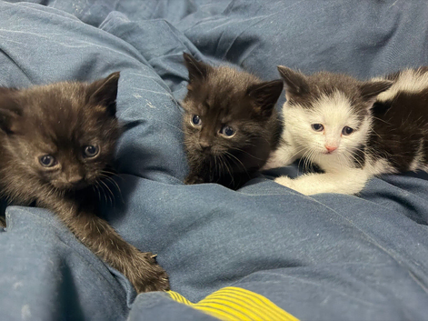 3 adorable kittens