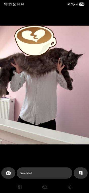 Maincoon kitten swap for a bird