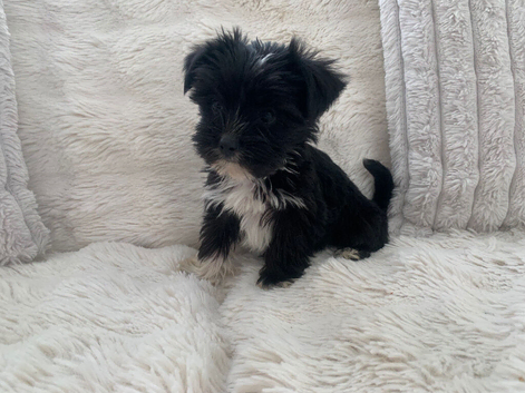 Micro Maltipoo puppies