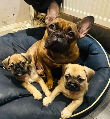 Beautiful puppies French bulldog X Shih Tzu