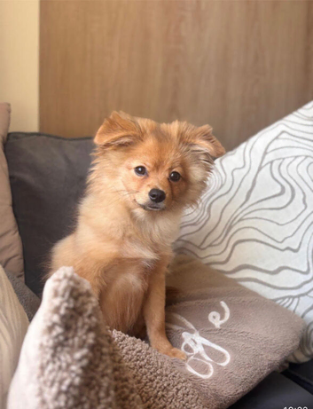 Pomchi age 6 months for sale- Charlie