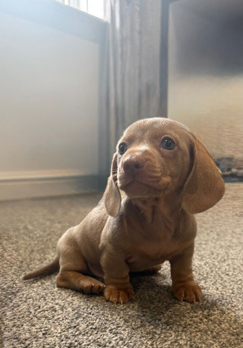 Ready now!! Miniature dachshund puppies
