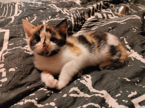 Beautiful kittens ready to leave now