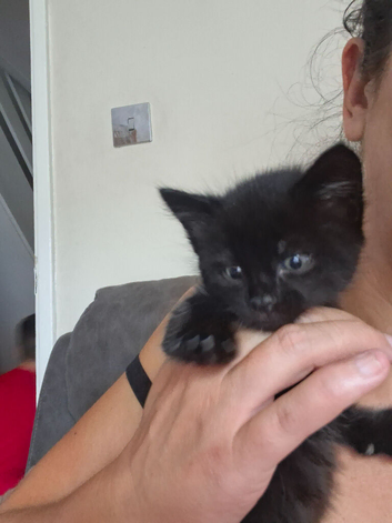 Kittens