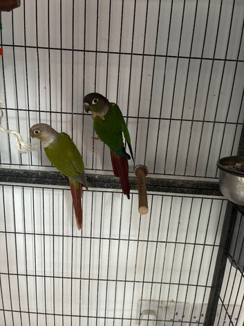 Pair of conures