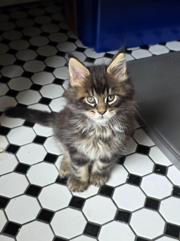 REDUCED XL full Maine coon kittens - Ready now