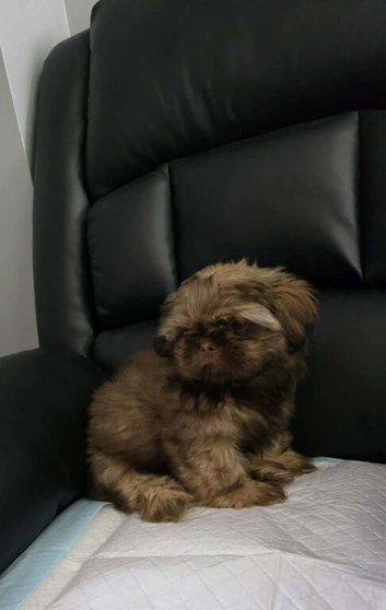 Beautiful imperial shih tzu