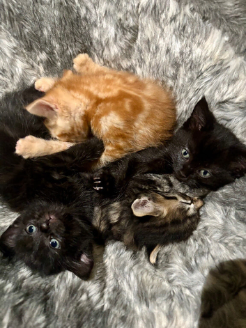Beautiful litter of kittens