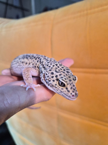 3yr old female leopard gecko tangerine eclipse