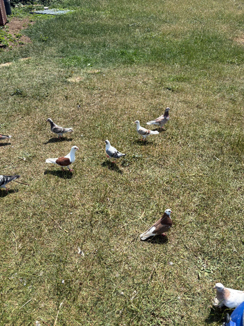 Racing pigeons for sale