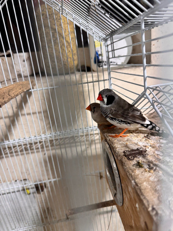Finches Pair