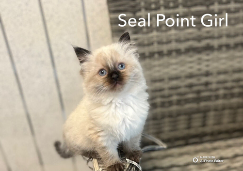 BEAUTIFUL RAGDOLL KITTENS READY  TO LEAVE NOW
