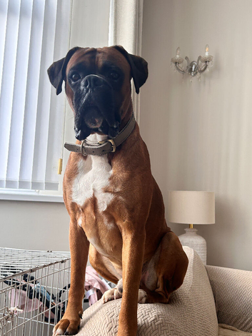 STUNNING KC REGISTERED heart score 0-STUD DOG AVAILABLE