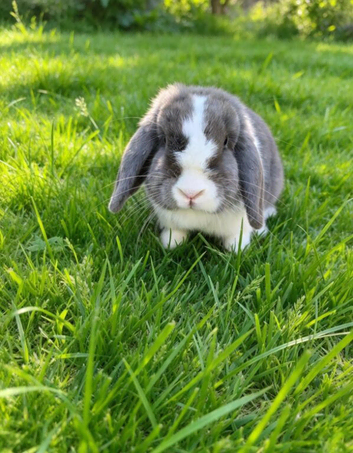 Mini lop girl blue VM/split
