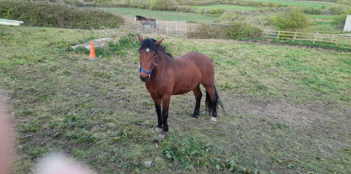 Stunning Registered 4 year old Bay Irish Draught
