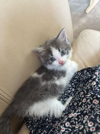 Gorgeous kittens for sale