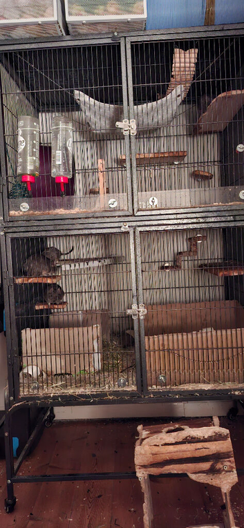 Female Degus