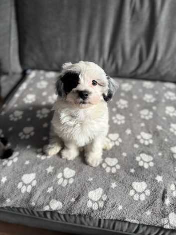 Adorable maltipoo puppies REDUCED