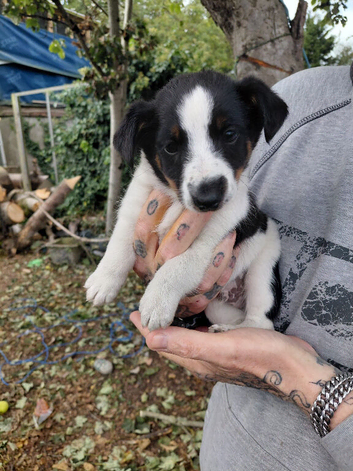 Jack Russel x Shetland sheep dog