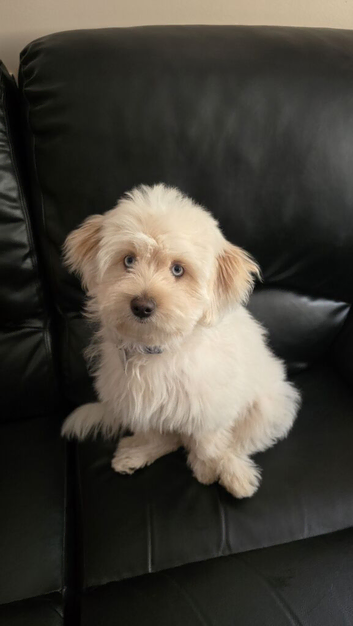 Girl Maltese/Bichon