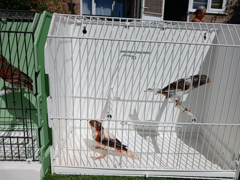 Portuguese harlequins for sale