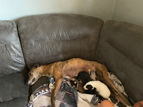 Lurcher pups