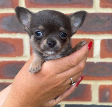 Stunning chihuahua puppies READY to leave