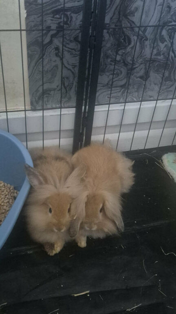 Lop x lionhead