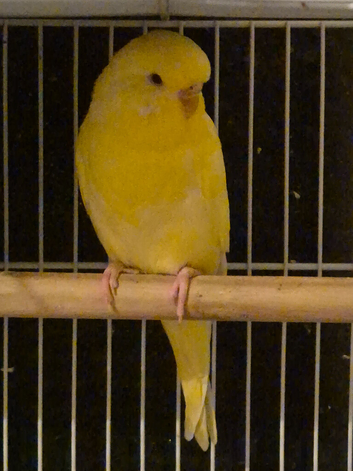 Adult Budgies