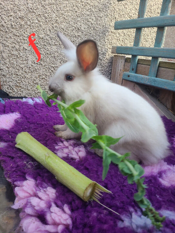 Lion lop. 8 weeks ready now