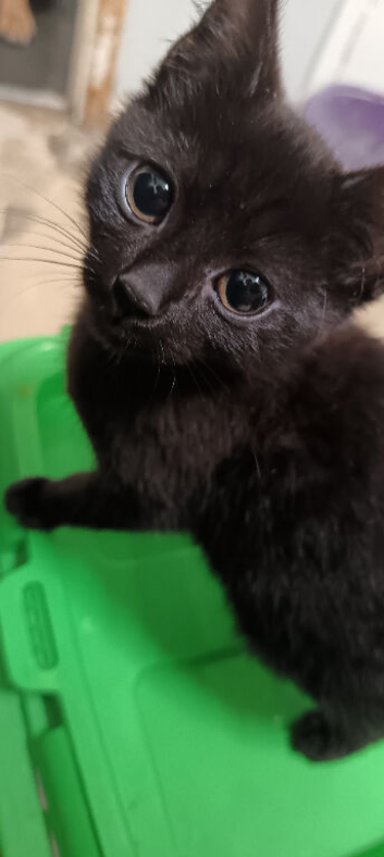 16 week old kitten