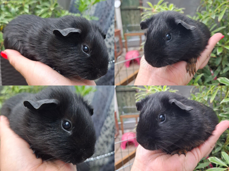 Pairs of Self Black Baby Brothers Guinea Pigs