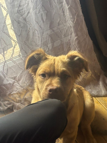 Old English bulldog cross with bullmastiff