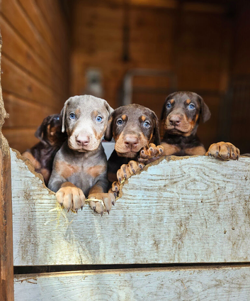 Top Quality KC'D Stunning Chunky Dobermann pups