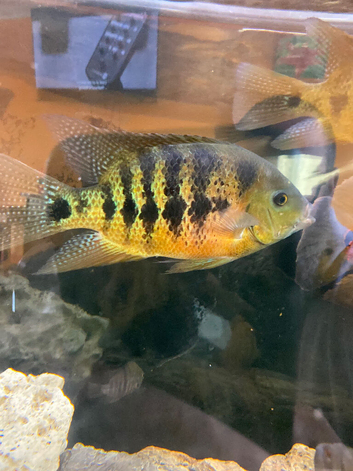 Bocourti Cichlid 6-8"