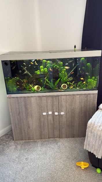 Community fish (NOT FREE)